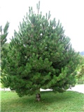 Pinus nigra (1)